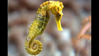 The Amazing World of the Seahorse with activities [upl. by Jay]