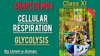 Cellular Respiration  Glycolysis Class XI Chap 04  Bioenergetics  Sindh Board By Umm e Aiman [upl. by Ahsiekin]