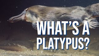 10 Fast Facts About Platypuses [upl. by Neiv]