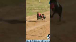 shots dogsport greyhound ytshorts youtubeshorts youtuber punjabisong [upl. by Toddy118]