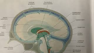 Flow Of CerebroSpinal Fluid CSF  Neuroanatomy  MBBS [upl. by Allez140]