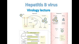 Hepatitis B Virus  Hepatitis B virology  Hepatitis B replication  Hepatitis B virus microbiology [upl. by Llednov]