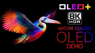 BEST OF OLED  Nature Color in 8K HDR  Dolby Vision™ [upl. by Acceb]