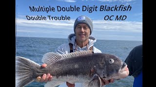 Multiple Double Digit Blackfish  Tautog  on the Double Trouble CaptDJ Ocean City Maryland [upl. by Polk480]