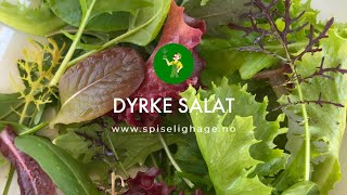 Slik dyrker du salat  SPISELIGHAGENO [upl. by Aennaej]