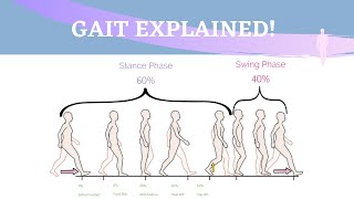 Gait Range of Motion Animation [upl. by Nananne]