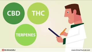 cannabis terpenes testing [upl. by Burtie]