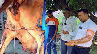 ये गाय भी 10 बार की Repeater है  Repeater Animal Treatment  बांझपन पशु ईलाज Anestrus Animal Treat [upl. by Warchaw]