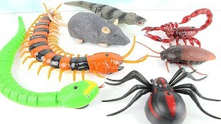 Super Creepy Toys Collection  RC Spider Cockroach Centipede Snake Hercules Learn Dinosaur [upl. by Clauddetta295]