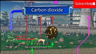 Carbon cycle  Carbon cycle animation [upl. by Bonacci]