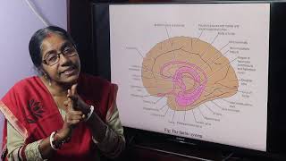 Lecture On Limbic System [upl. by Trebled]