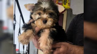 Top Yorkshire Terrier Male vs Female Puppy Family Dog Breed 08750568063 Share Video on HappyKennel [upl. by Valonia]