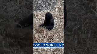 2yearold gorilla Eyare dies unexpectedly at Calgary Zoo gorilla CalgaryZoo [upl. by Diba561]