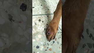 how to wound maggots management in dogs dogs pets doglover germenshepherd [upl. by Kania]