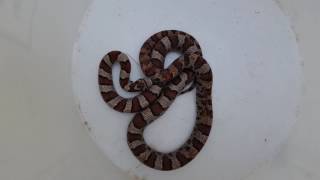 Milk Snake acting like a Rattle Snake [upl. by Ynnig]