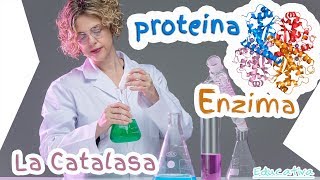 Experimento Biología  Química con la Enzima Catalasa Generación de Oxígeno [upl. by Kensell142]