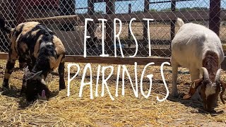 BREEDING DAPPLED BOER GOATS  FIRST PAIRING [upl. by Hulbard97]