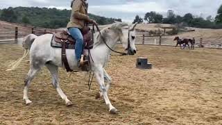 EVG Tessina 2016 Arabian mare [upl. by Mulvihill66]