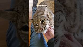 Baby lynx lynx pets rescue animals [upl. by Nauwaj]