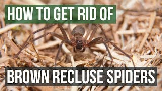 How to Get Rid of Brown Recluse Spiders 4 Easy Steps [upl. by Itra534]