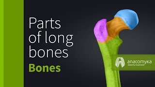 Parts of long bones [upl. by Iclek]