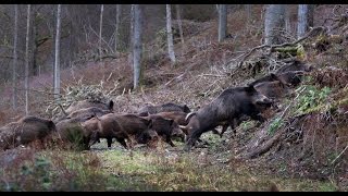 Wild boar hunting Montéria 2014 [upl. by Alaj]