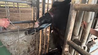 Not All Calvings Have Happy Endings [upl. by Darrell916]