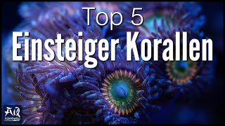 Top 5 Einsteiger Korallen für dein Meerwasser Aquarium  AquaOwner [upl. by Copp]