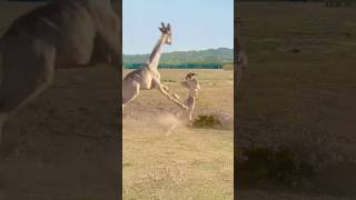 Lion attack Giraffe lion giraffe youtubeshorts animals [upl. by Akcirre120]