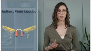 Module 0407 Insect Flight Muscles  mechanism  entomology lectures  notes  entomological hub [upl. by Atnoek256]