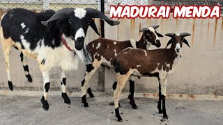 Madurai mende available in Hyderabad bandlaguda  Quality wale Madurai sheeps in Hyderabad [upl. by Ahsatan]