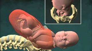 Cervical Effacement 3D Animation [upl. by Lyndon548]