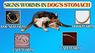 Symptoms Of Worms In Dogs Stomach  How To Help Your Dog [upl. by Atinas790]