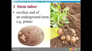 HKDSE Biology  Reproduction in Flowering Plants  Part 1 [upl. by Assi]