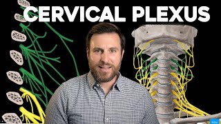 The Cervical Plexus Explained  Corporis [upl. by Attela386]