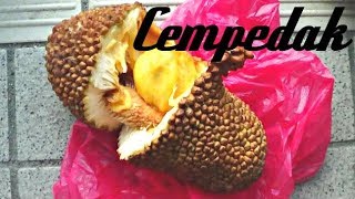 Cempedak Review  Weird Fruit Explorer  Ep 21 [upl. by Henrietta771]