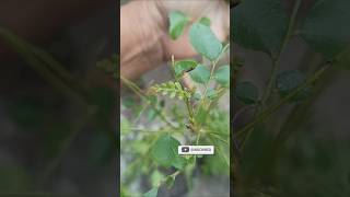 Karuveppilai propagation lowcostgardening localplants gardening tips in Tamil [upl. by Gruchot537]