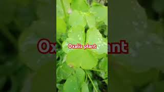 Oxalis plant ☘️☘️ytshorts medicine [upl. by How]