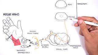 PAIN Physiology  The Ascending Pathway Descending Pain Pathway and the Substantia Gelatinosa [upl. by Kelwin173]