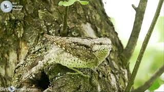 Eurasian wryneck singing call sound full hd [upl. by Thomey968]