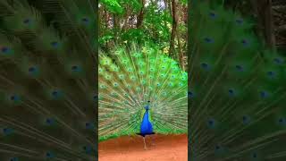 Peacock 🦚shorts video [upl. by Aisetra984]