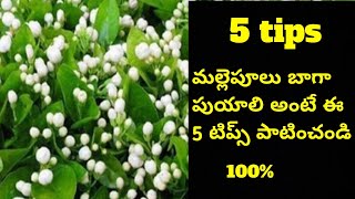 mallepulu baga ravalante em cheyali  jasmine plant growing tips  jasmine plant care  malle chettu [upl. by Bilbe]