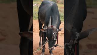 Karupu❤️‍🔥 deepanmanjuphotography kalai eruthukattu shorts [upl. by Sidoeht]