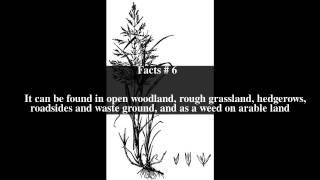 Agrostis gigantea Top  9 Facts [upl. by Rebme406]