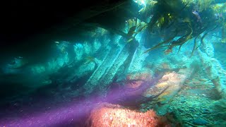 Tabarka Scapa Flow Wreck Diving 2024 [upl. by Acemaj137]