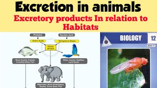 Excretion in animals  Excretory products in relation to habitats  Chap 15 Lec 5 [upl. by Uttasta]