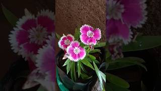 dianthus chinensis plant care  dianthus chinensis plant [upl. by Worra561]