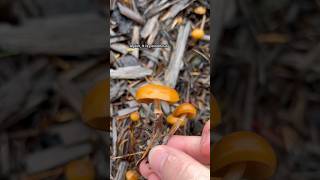 Deadly Galerina marginata  Poisonous PNW mushroom explore mushroom forest [upl. by Hank]