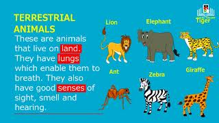 classifying animals based on habitat [upl. by Enila]