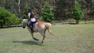 Fernances Creek Haflinger Horses and Events Nebula [upl. by Treblig]